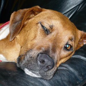 Meet your Posher, Sandy